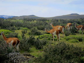 The local patagonian fauna