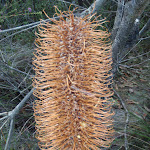 Banksia (179040)