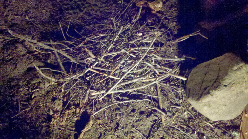 Pile of twigs