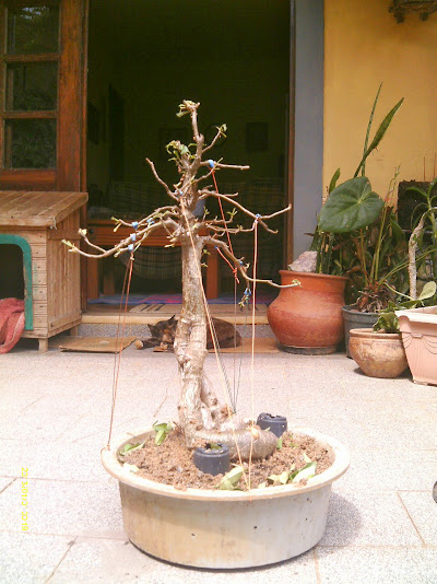 Baobá para treinamento   II ... IMAG0389