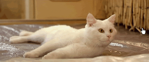 gato_branco.gif