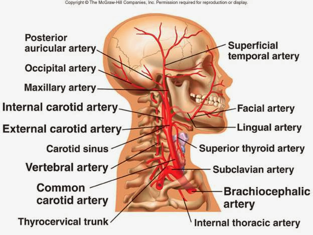 總頸動脈 Common Carotid Artery 小小整理網站smallcollation