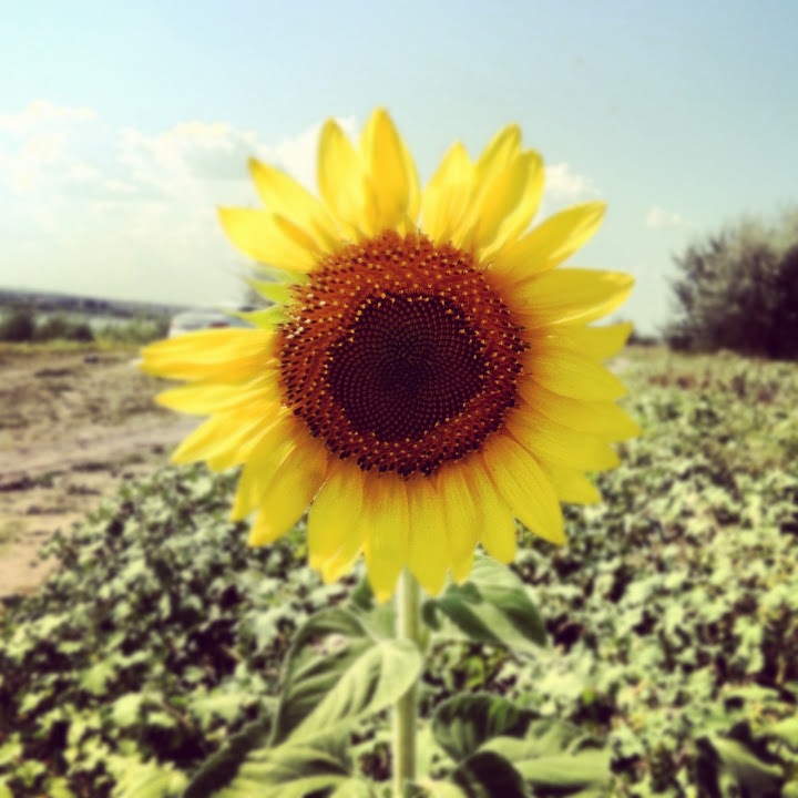 Фотография подсолнуха, снятого на iPhone 4, обработана в instagram