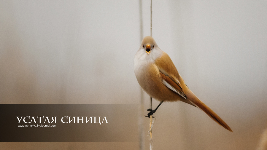 wildlife.crimea.ua
