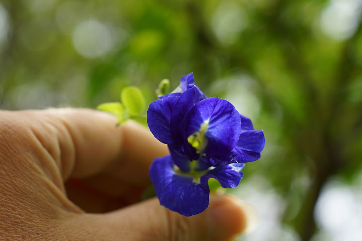 Шри-Ланка: на машине 1 100 км,  фото без комментариев, март-апрель 2013г.
