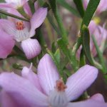 Eriostemon australasius (Pink Wax Flower) in spring (178932)