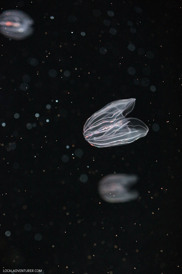 Warty Comb Jellyfish (13 Remarkable Species of Jellyfish at the Monterey Bay Aquarium).