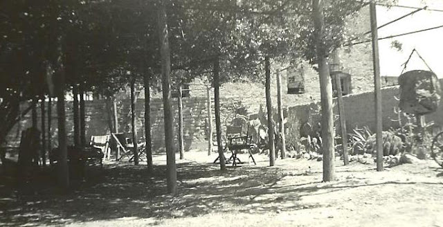 Hình ảnh cây hồng Tombstone’s Rose Tree vào năm 1935