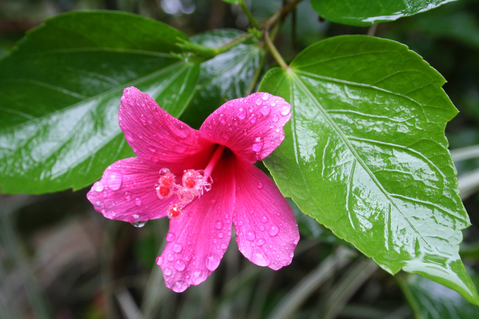  what is a rainforest biome the diverse plants and animals of the 