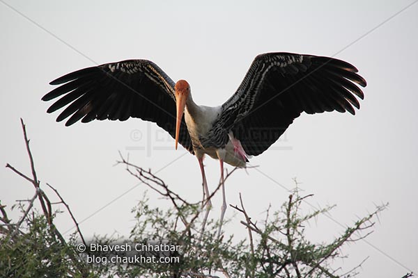 Painted stork just landed