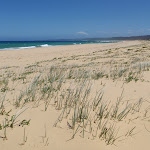 Grass behind Wallagoot Beach (104827)