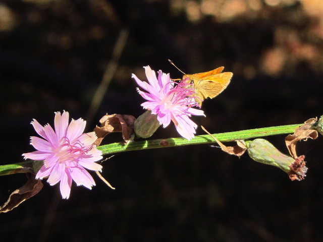 orange moth on a purple flower