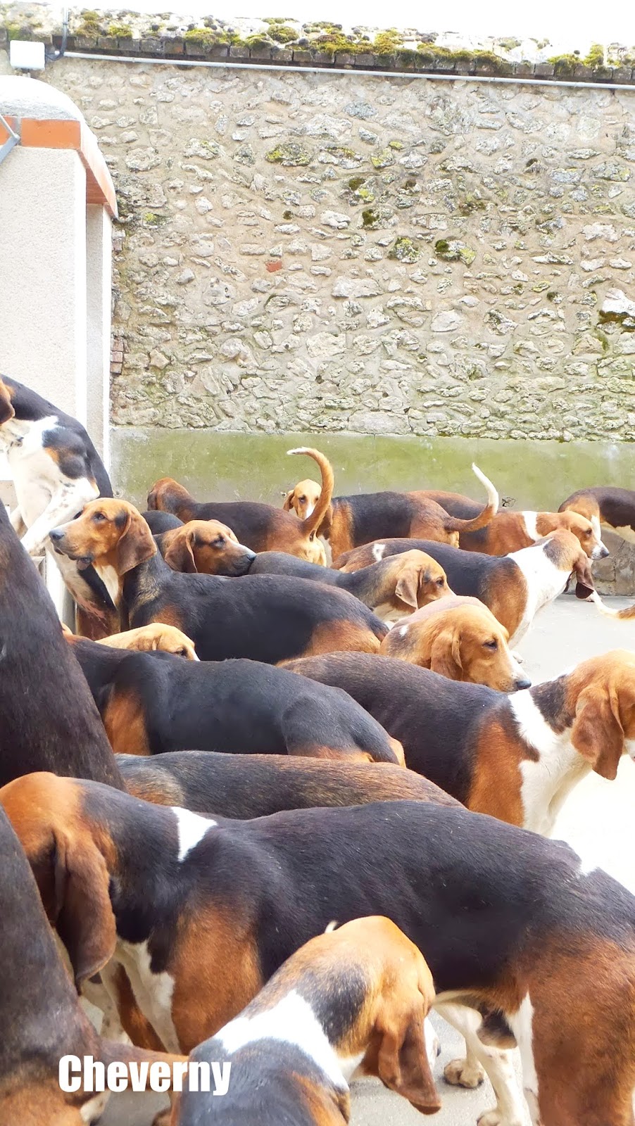 Soupe de chiens, Perros de caza, Cheverny, Francia, Elisa N, Blog de Viajes, Lifestyle, Travel