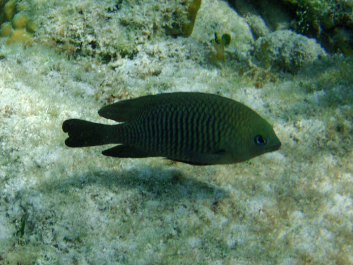 Stegastes diencaeus (Adult Longfin damselfish) near Tranquility Bay Resort.