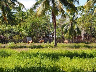 Photos of Scar Reef Lodge