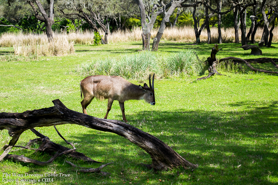 Animal park