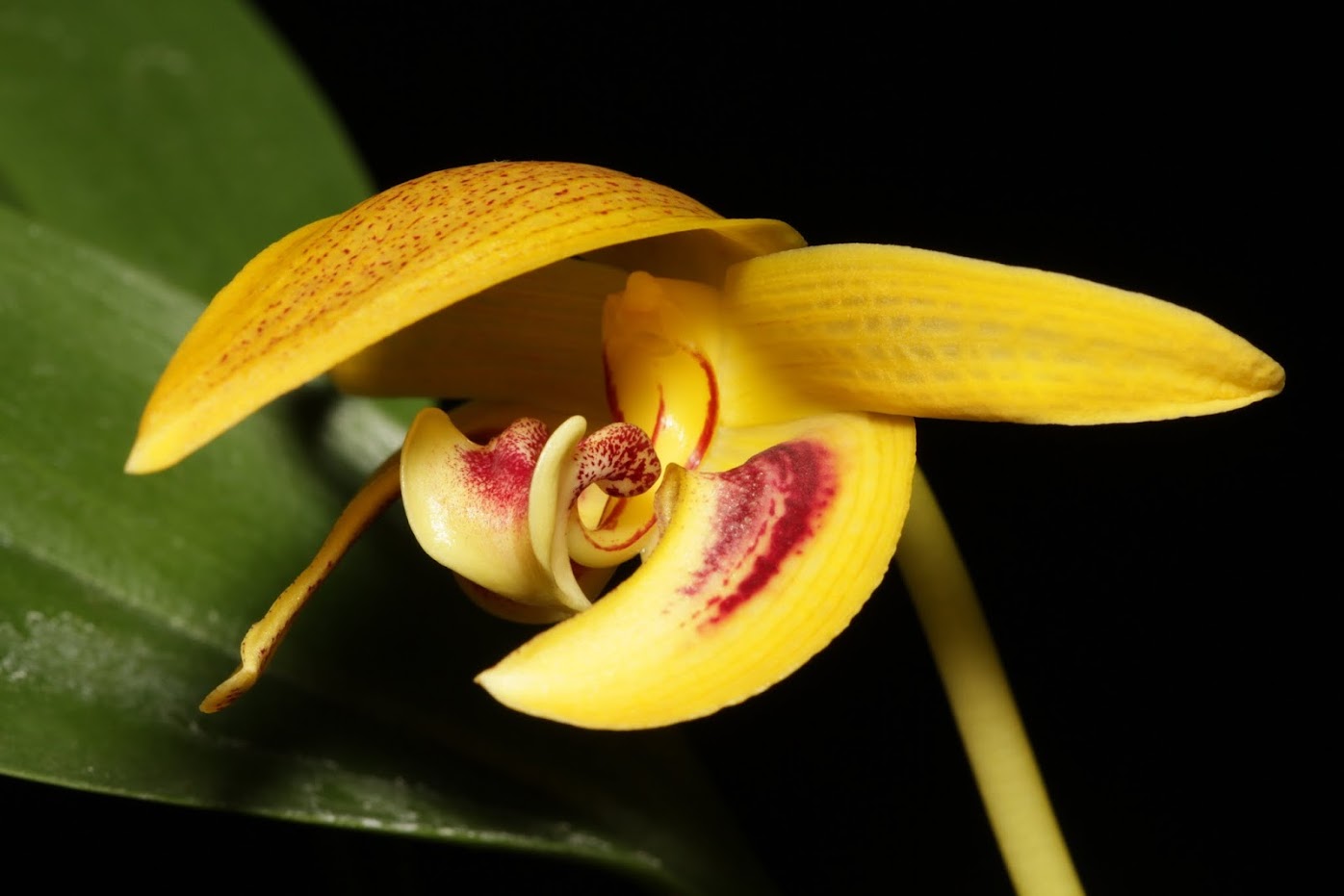 Bulbophyllum dearei IMG_4255