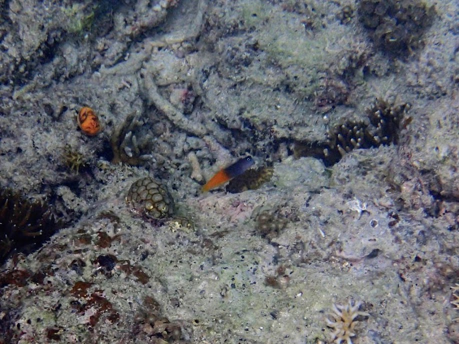 Ecsenius bicolor (Bicolor Blenny), Entatula Island Beach Club reef, Palawan, Philippines.