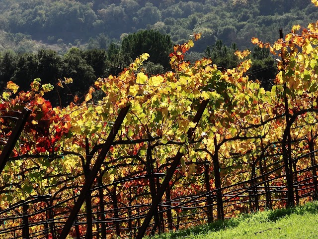 Sarah's Vineyard