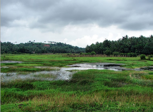 Horadandia-atukorali-habitat-Kerala.jpg