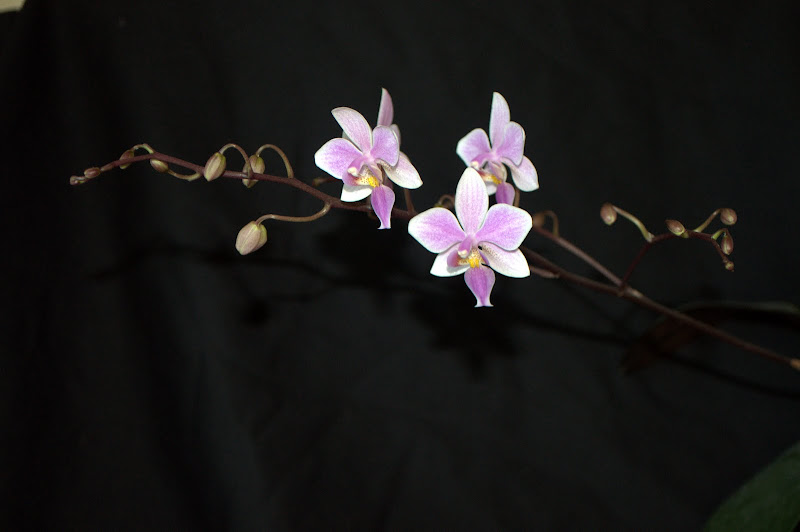 Phalaenopsis Veitchiana [Mise à jour photos] DSC_0129