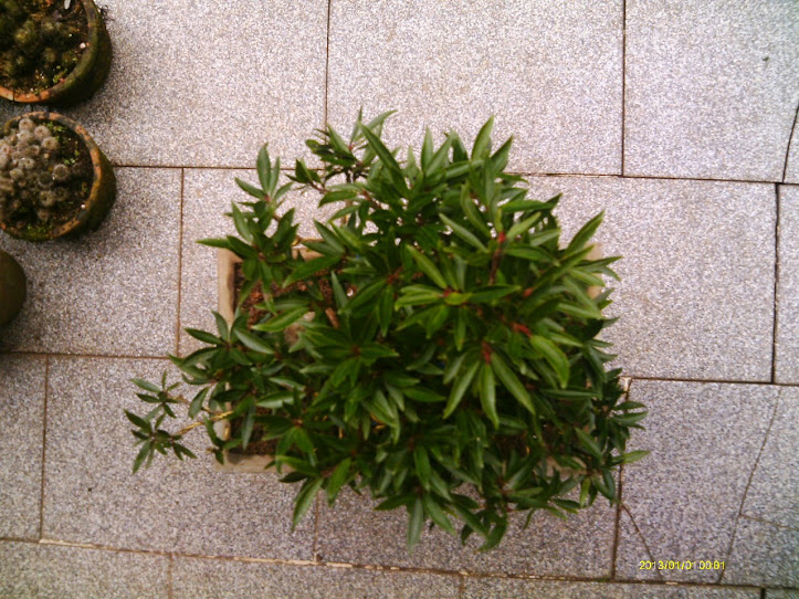 Ficus Nerifolia sobre pedra artificial... IMAG0320