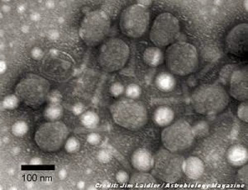 Did Suit Of Armor Allow Viruses To Survive On Ancient Mars