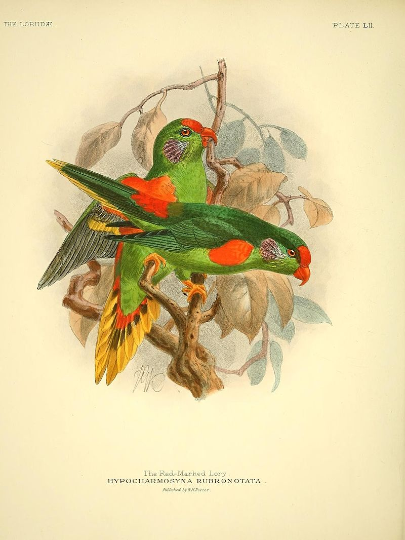 Vintage illustration of two red-fronted lorikeet parrots