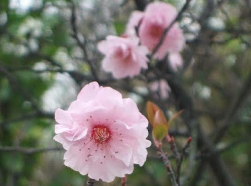 Pagan Eye Spring Cherry Blossom