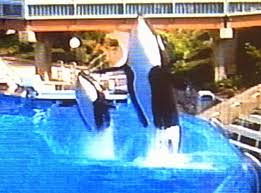 SPLASH(RIP); 1ère orque née au marineland Canada Corkyand+splash