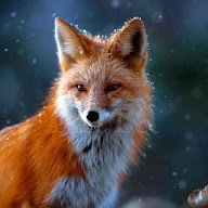 Winter Fox's user avatar