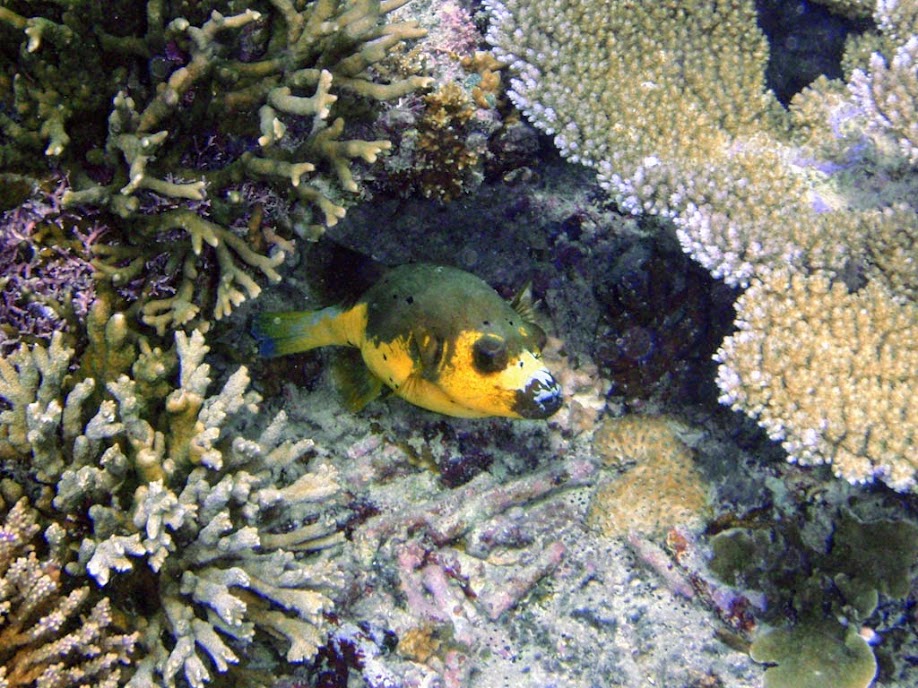 Arothron nigropunctatus (Blackspotted Dog-face Puffer), Naigani Island, Fiji
