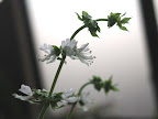 スイートバジルの花