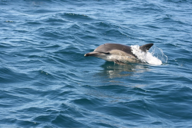 The dolphins follows us all the way back to the main island