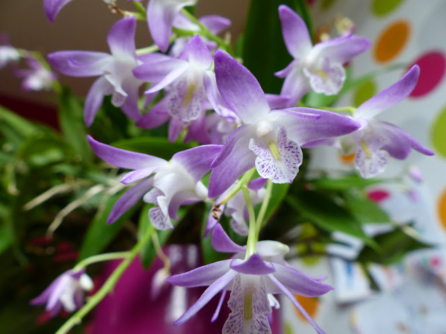 Dendrobium Winter Beauty Pink form (kingianum ou hybride de...) P1020016