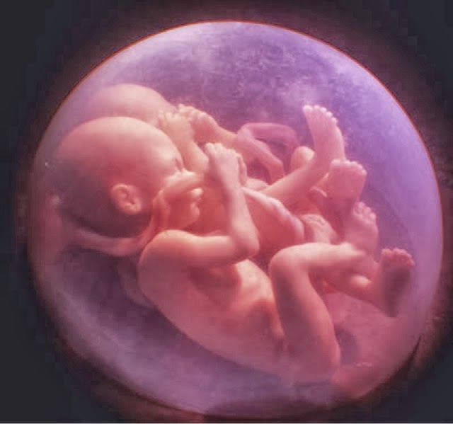 Resultado de imagen de dos bebes vientre de su madre