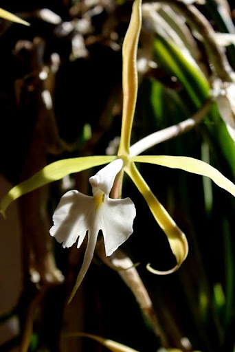 Epidendrum parkinsonianum IMG_0761