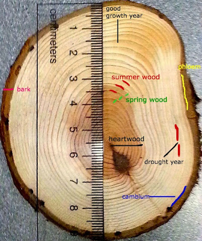 Annular Rings Tree Annular Rings Tree