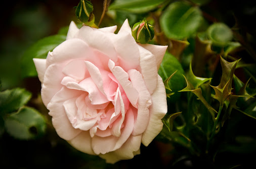 posted image