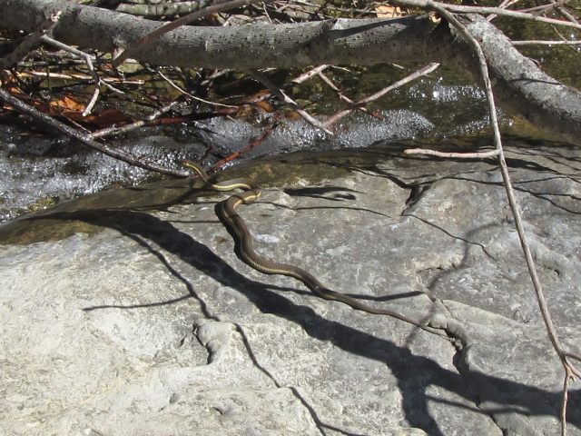 garter snake on a rock