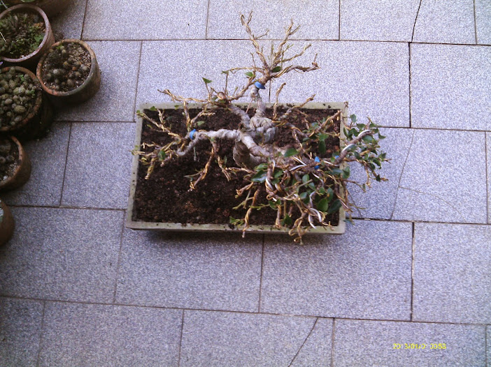 Ficus Microcarpa Tiger Bark DESASTRE!!!!!!!!!!!!!!! IMAG0287