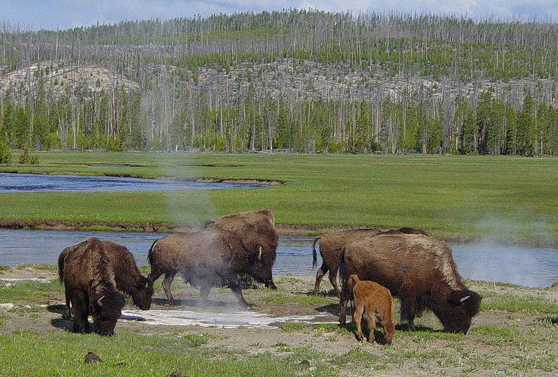 Национальный парк Йеллоустон (Yellowstone). Фото.