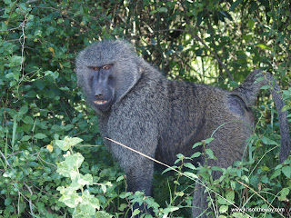 08 Chimps Kibale Forest, Uganda May14