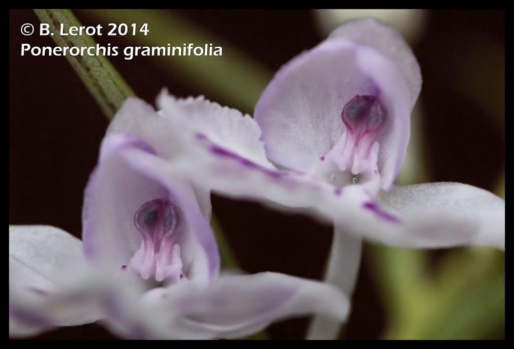 Ponerorchis graminifolia IMG_9902