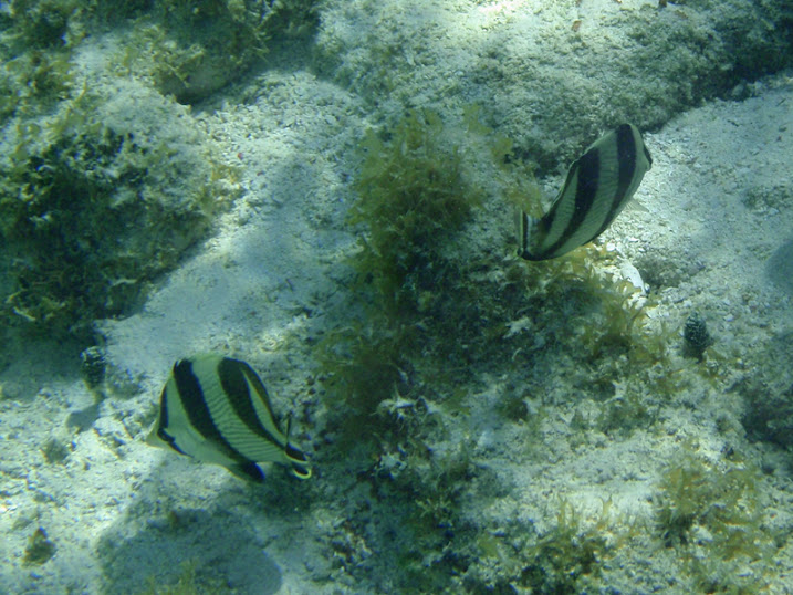 Chaetodon striatus (Banded Butterflyfish) near Tranquility Bay Resort.