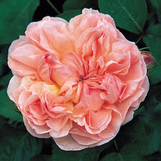 Form hoa hồng leo kiều tâm (evelyn english rose)