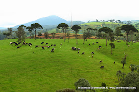 The lush green countryside that helps these cows produce some of their best milk n cheese