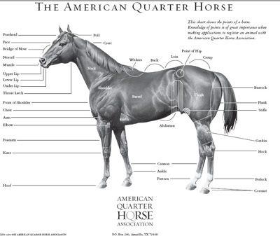 Historia del caballo cuarto de milla | CARRERAS VEINTICUATRO SIETE Historia del caballo cuarto de milla | CARRERAS VEINTICUATRO SIETE