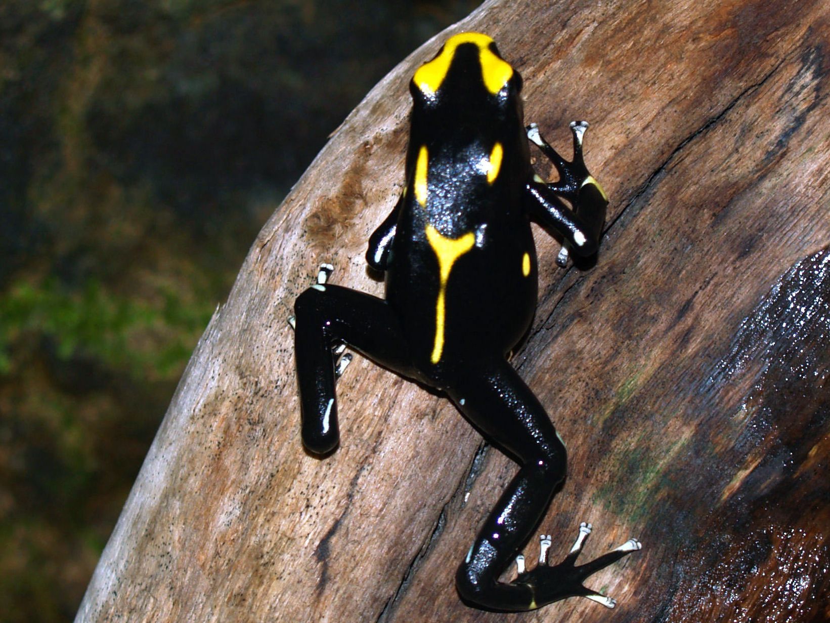 Древолаз dendrobates tinctorius nominat