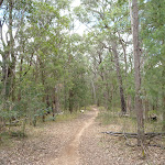 Turners Road Olney State Forest (363719)